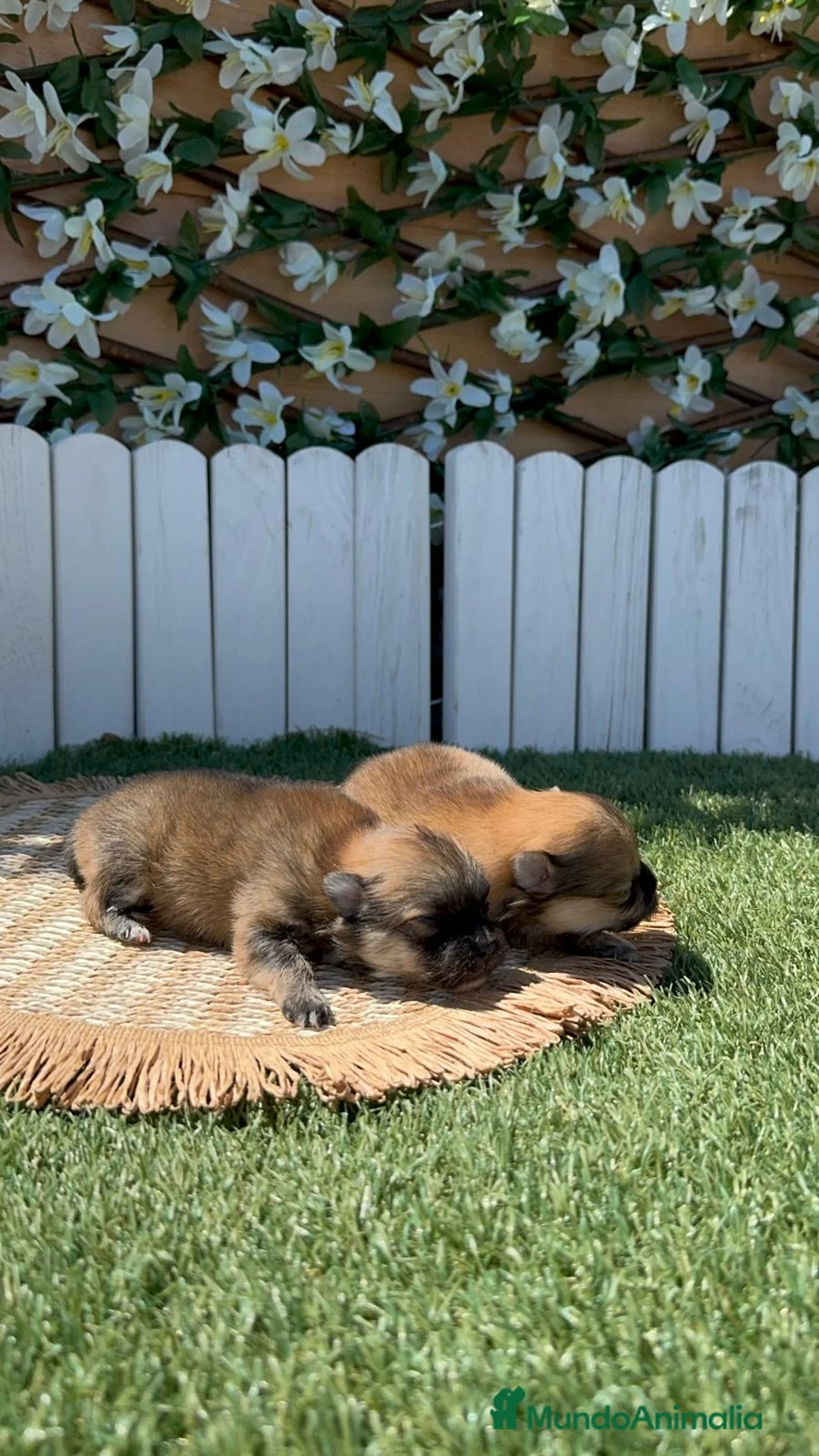 Pomerania perros en venta: POMERANIAS 🎀 - Anuncio 1