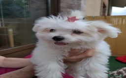 Bichón Maltés perros en venta: Camada de bichón maltés - Imagen 5