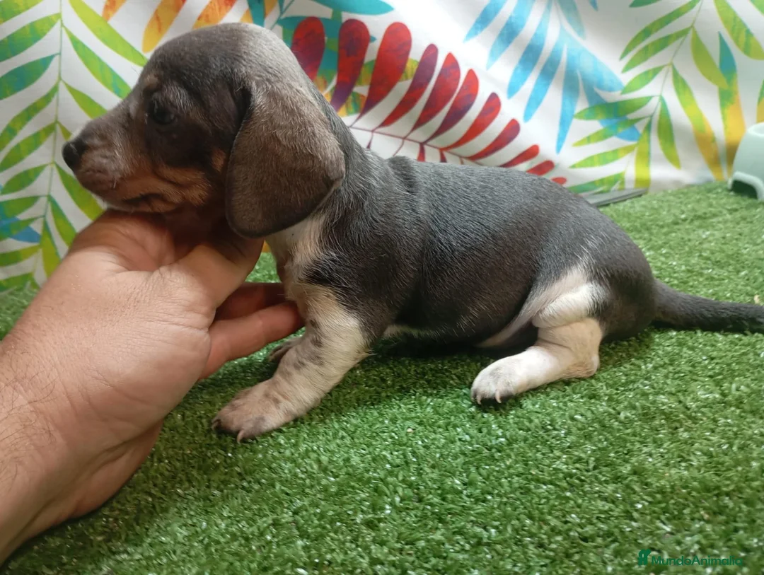 Teckel Miniatura perros en venta: TECKEL PIELBALD BLUE - Anuncio 2