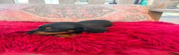 Teckel Miniatura perros en venta: Teckel kaninchen  - Anuncio 3