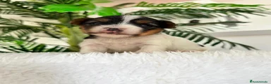 Yorkshire Terrier 2