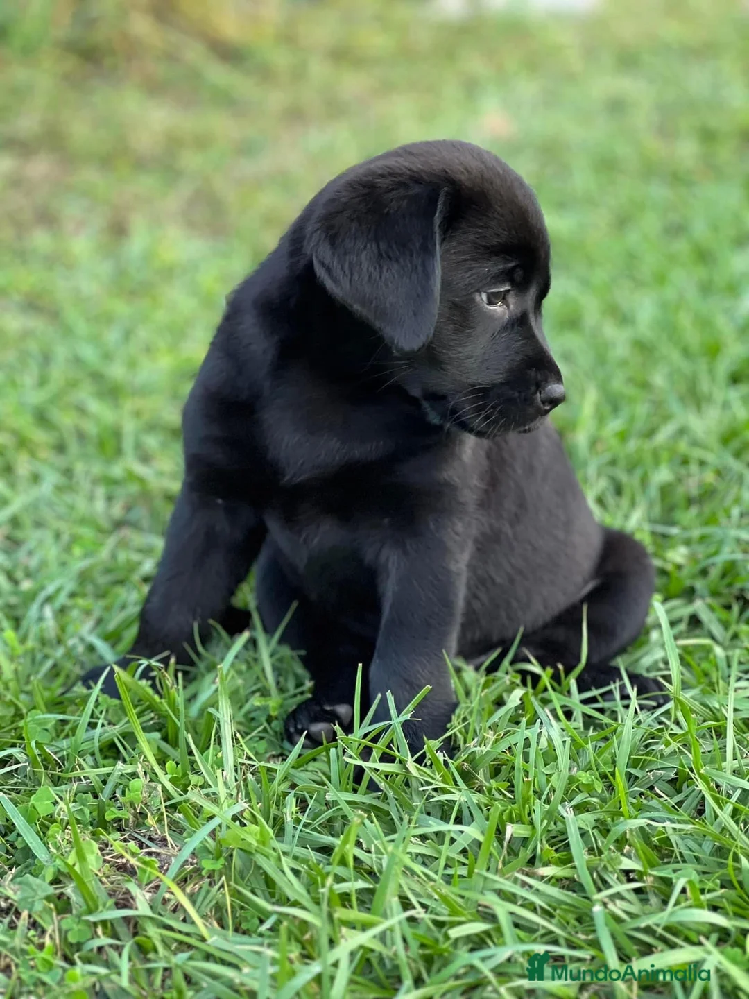 Labrador Retriever perros en venta: Cachorros de Labrador  - Anuncio 3