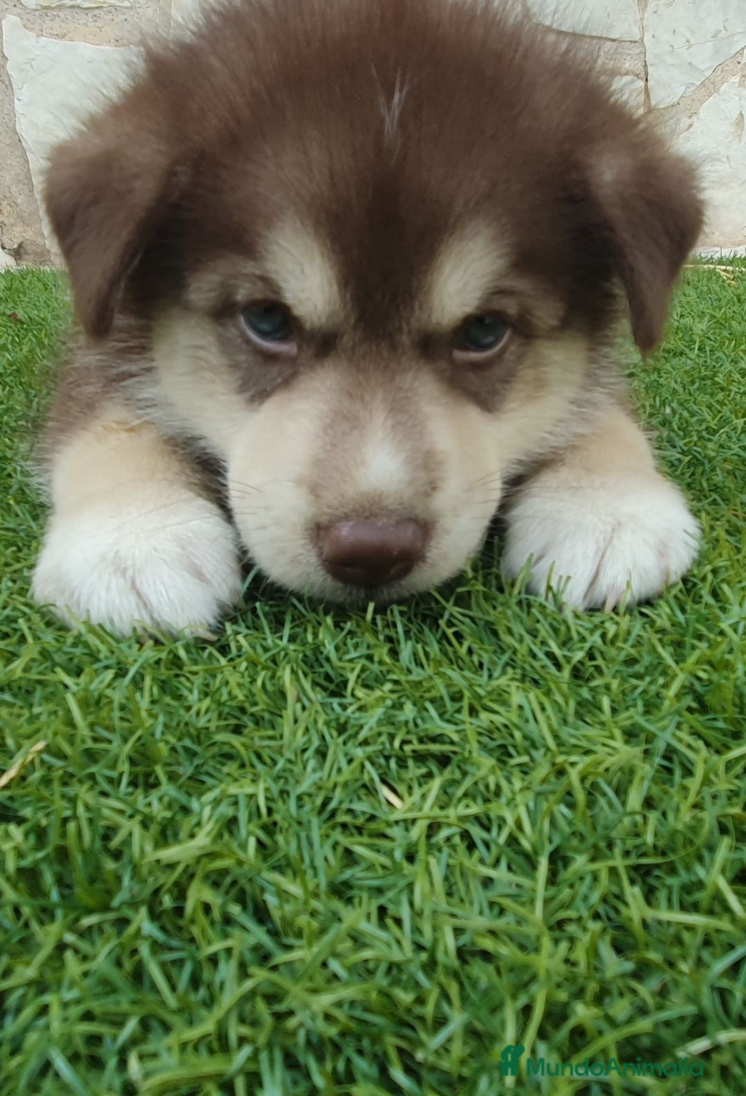 Husky Siberiano perros Husky rojos y chocolate tricolor - Anuncio 1