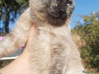 Siamés gatos ADOPCION Gatito siames 3 meses - Anuncio 2