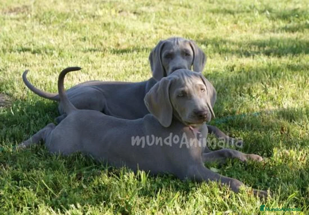 Imagen de galería {{count}}