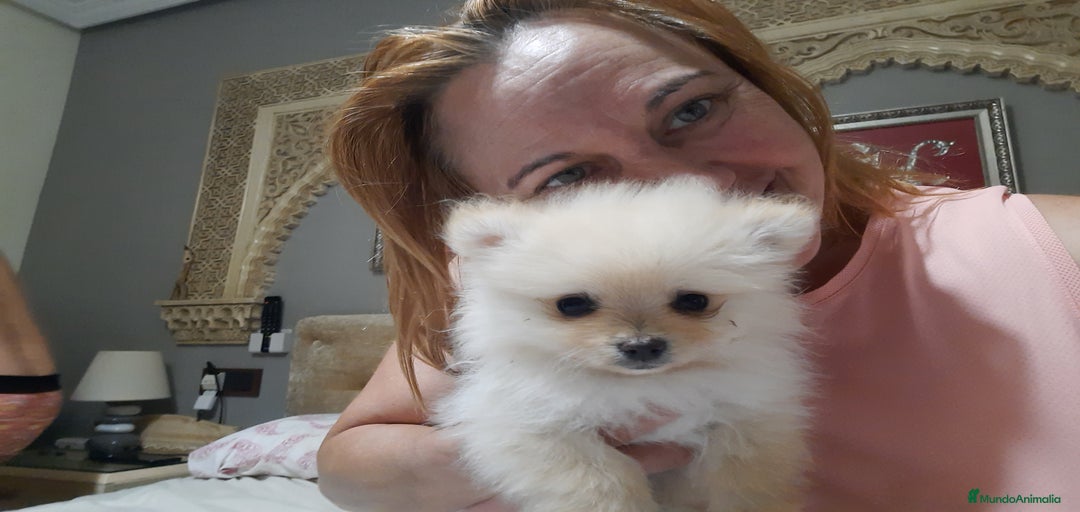 Imagen de galería {{count}}