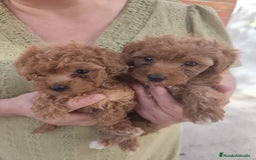 Caniche Toy perros en venta: CAMADA CANICHE TOY ROJO - Imagen 7