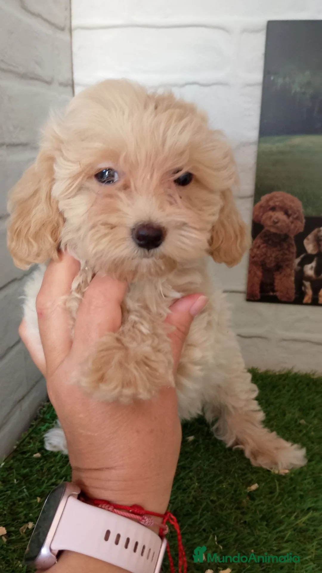 Maltipoo perros en venta: Maltipoo  - Anuncio 2