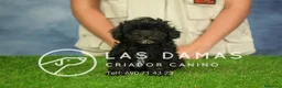 Caniche Enano perros en venta: Caniche Enano - Anuncio 7