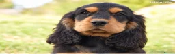 Cocker Spaniel Inglés perros en venta: CRIADERO DE COCKER EN CATALUÑA  - Anuncio 5