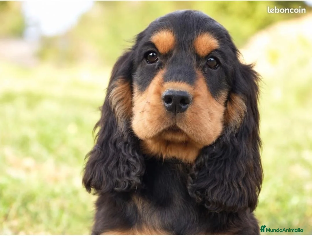 Cocker Spaniel Inglés perros en venta: CRIADERO DE COCKER EN CATALUÑA  - Anuncio 5