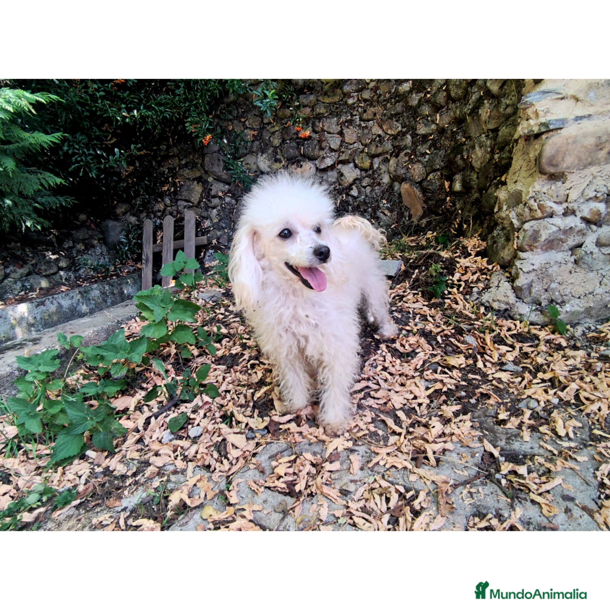 Caniche Toy perros Caniche Toy en adopción  - Anuncio 1