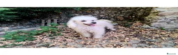 Caniche Toy perros en venta: Caniche Toy en adopción  - Anuncio 1
