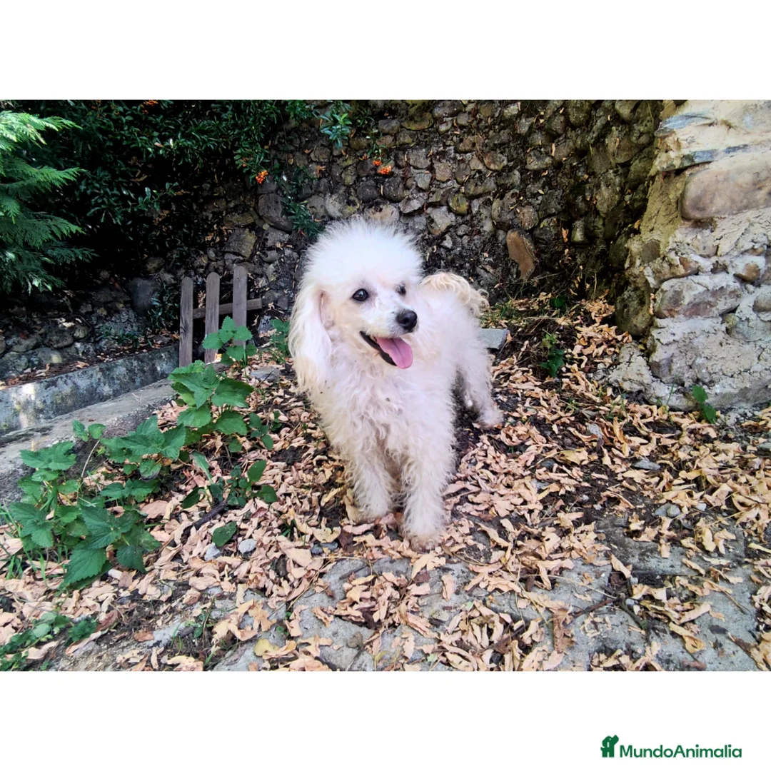 Caniche Toy perros en venta: Caniche Toy en adopción  - Anuncio 1