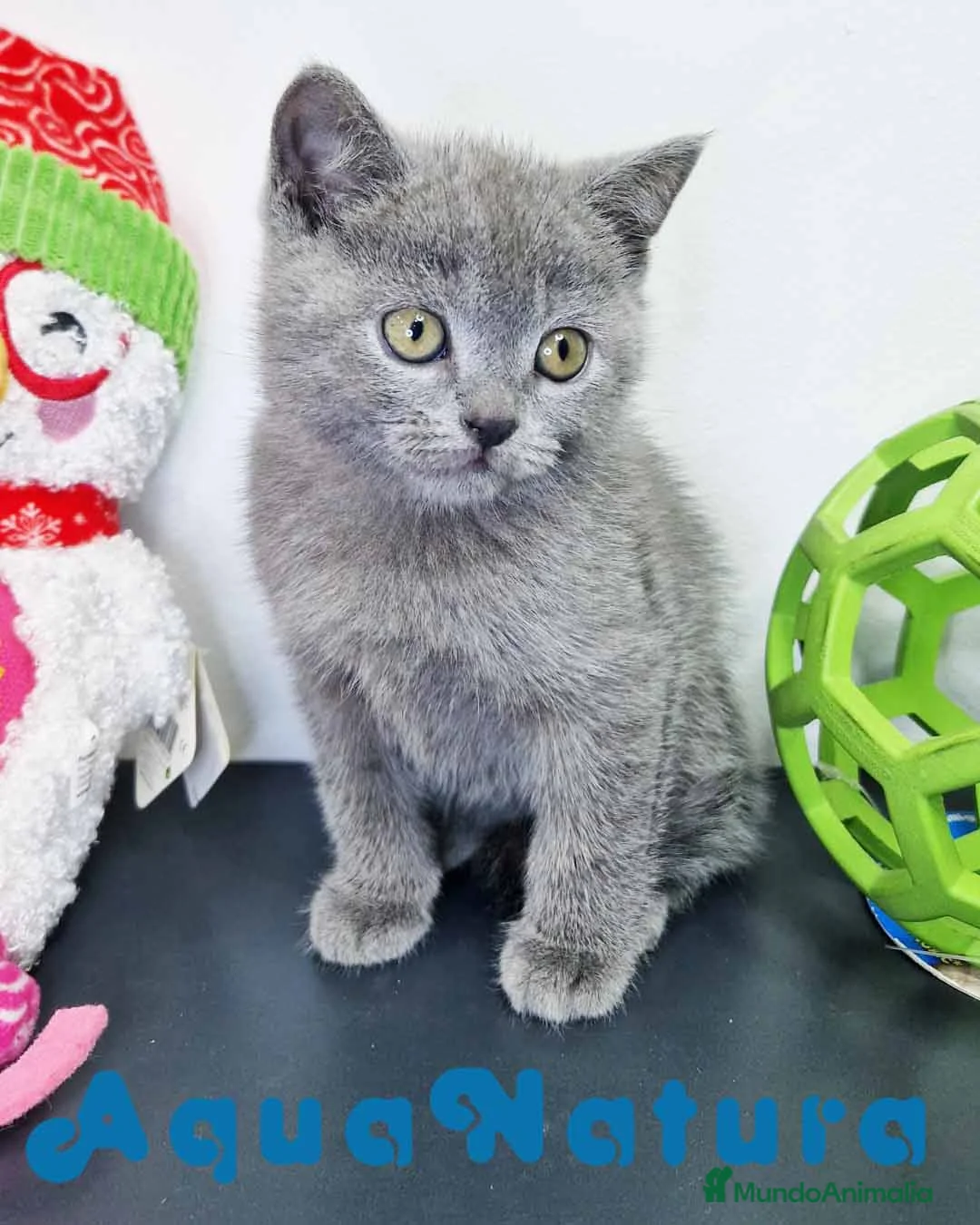 Británico de Pelo Corto gatos en venta: Gatitos BRITISH - AQUANATURA  en Barcelona - Anuncio 2