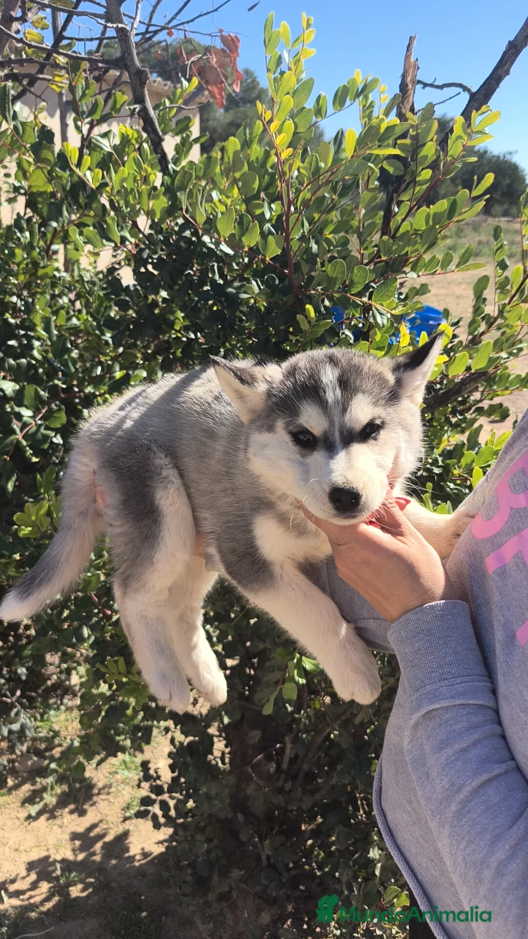 Husky Siberiano perros en venta: Husky SIBERIANO  - Anuncio 5