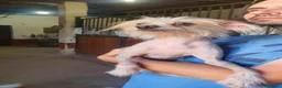 Perro Crestado Chino perros en venta: Crestados Chinos sin pelo. - Anuncio 3