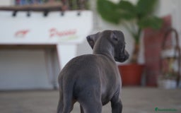 Pequeño Lebrel Italiano perros en venta: 🐾 Sirius y Selena – Galgos italianos blue 🐾 - Imagen 10