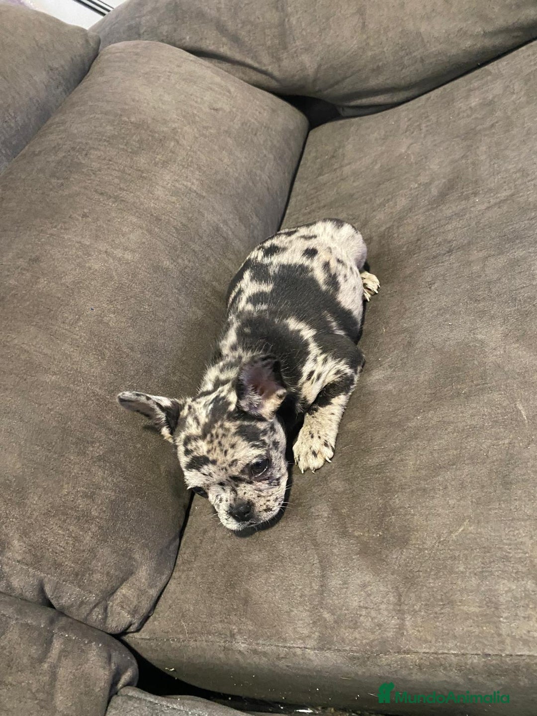 Bulldog Francés perros en venta: Bulldog francés exótico último!! - Anuncio 9