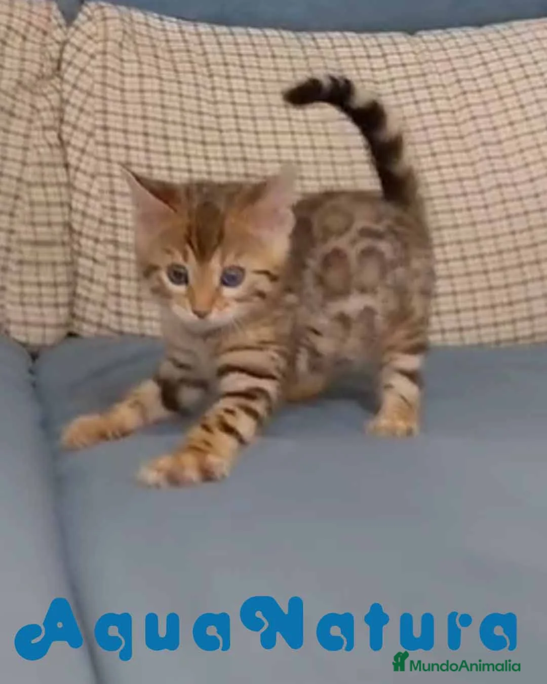 Bengalí gatos en venta: Bengali Hembra 1 AQUANATURA en Barcelona - Anuncio 1