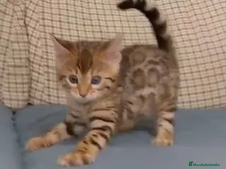 Bengalí gatos Bengali Hembra 1 AQUANATURA en Barcelona - Anuncio 28