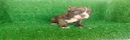 Bulldog Francés perros en venta: Bulldog francés  - Anuncio 24