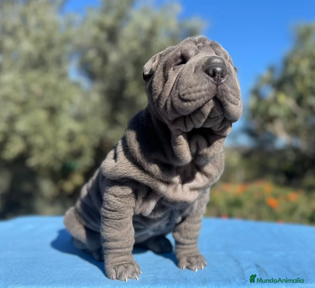 Shar Pei perros en venta: CACHORROS SHAR PEI en Málaga - Anuncio 4
