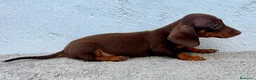 Teckel Miniatura perros en venta: Teckel chocolate kaninchen  - Anuncio 7