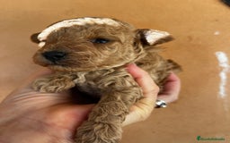 Caniche Toy perros en venta: Caniche mini toy - Imagen 3