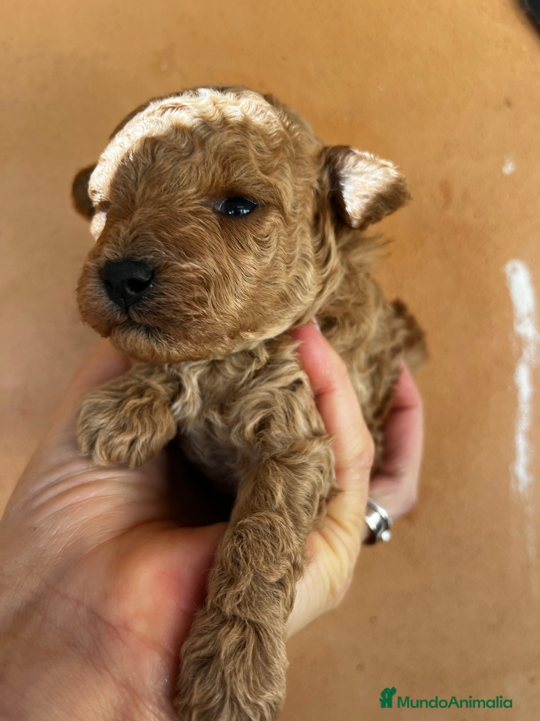 Caniche Toy perros en venta: Caniche mini toy - Imagen 3