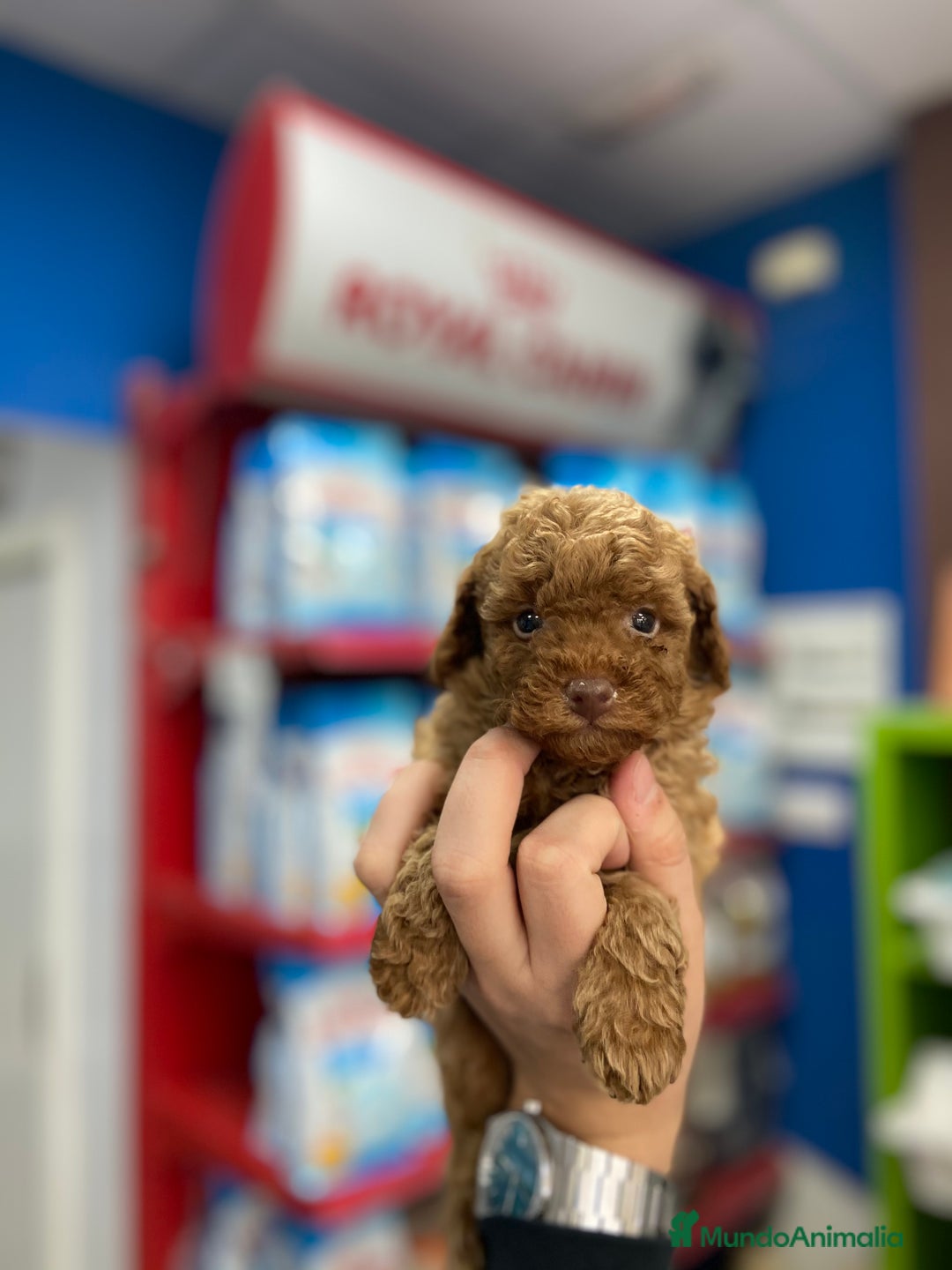 Caniche Toy perros en venta: Cachorros Caniche Toy 1.200€ ¡PRECIO REAL! - Imagen 5