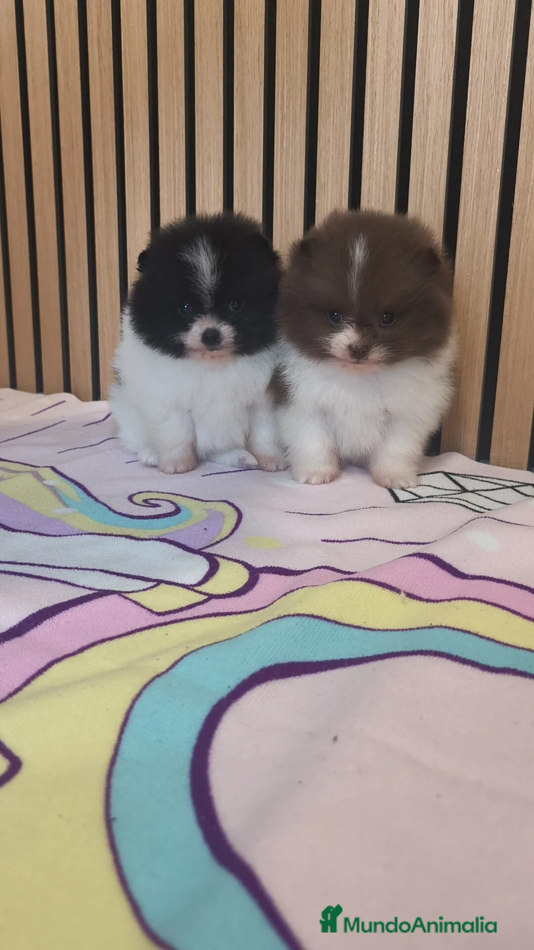 Pomerania perros en venta: Pomerania TOY Party ♀️♂️ - Anuncio 8