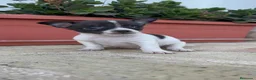 Chihuahua perros en venta: CHIHUAHUA MACHO BICOLOR CHOCOLATE Y BLANCO - Anuncio 4