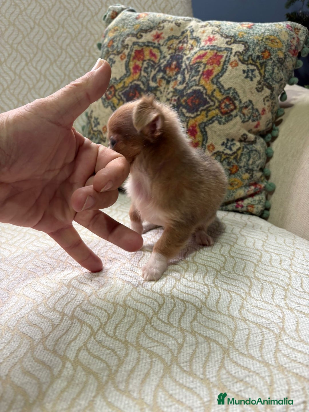 Chihuahua perros en venta: Hembra chihuahua toy chocolate pelo largo - Anuncio 2