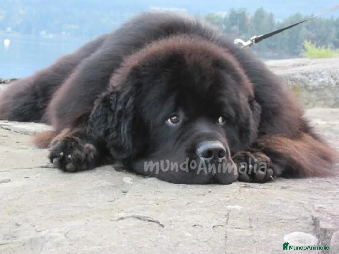 Imagen de galería {{count}}