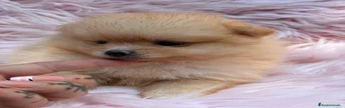 Pomerania 2