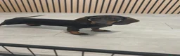 Teckel Miniatura perros en venta: Teckel Mini hembra disponible  - Anuncio 5