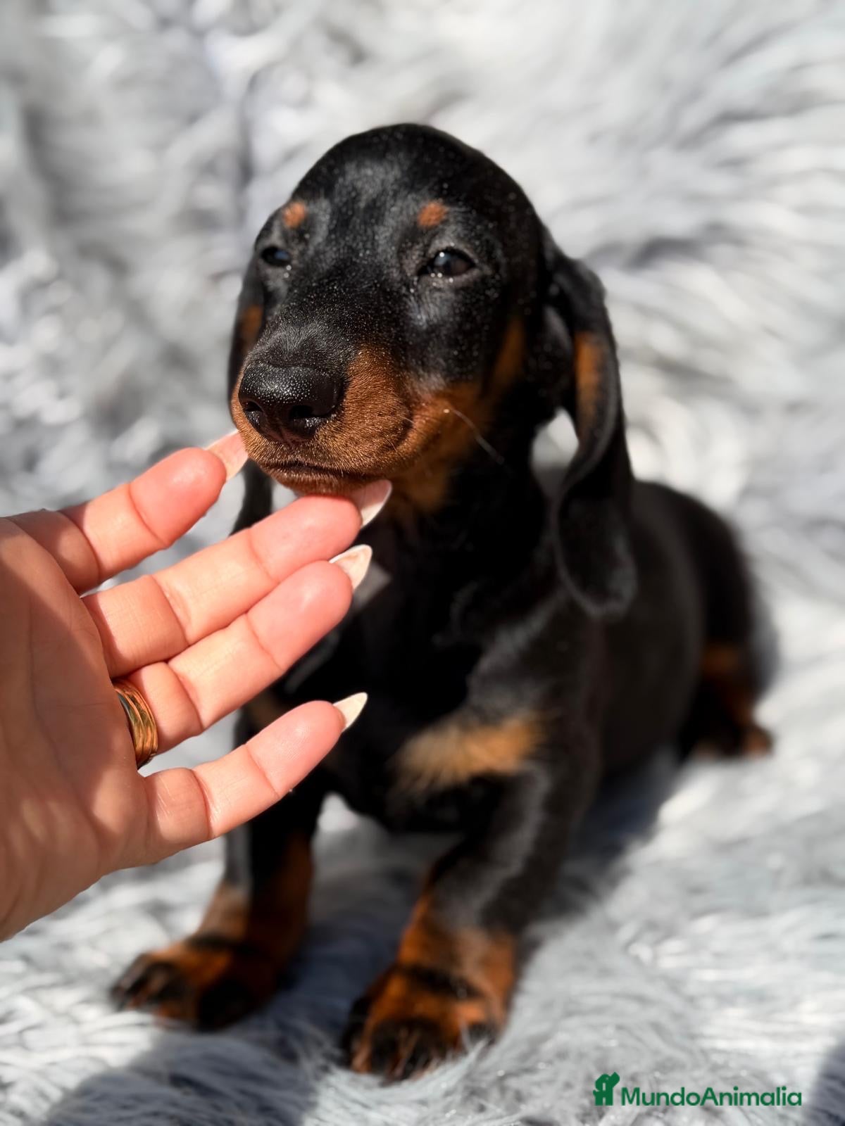 Teckel Miniatura perros Teckel negro fuego  - Anuncio 2