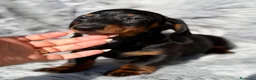 Teckel Miniatura perros en venta: Teckel negro fuego  - Anuncio 1