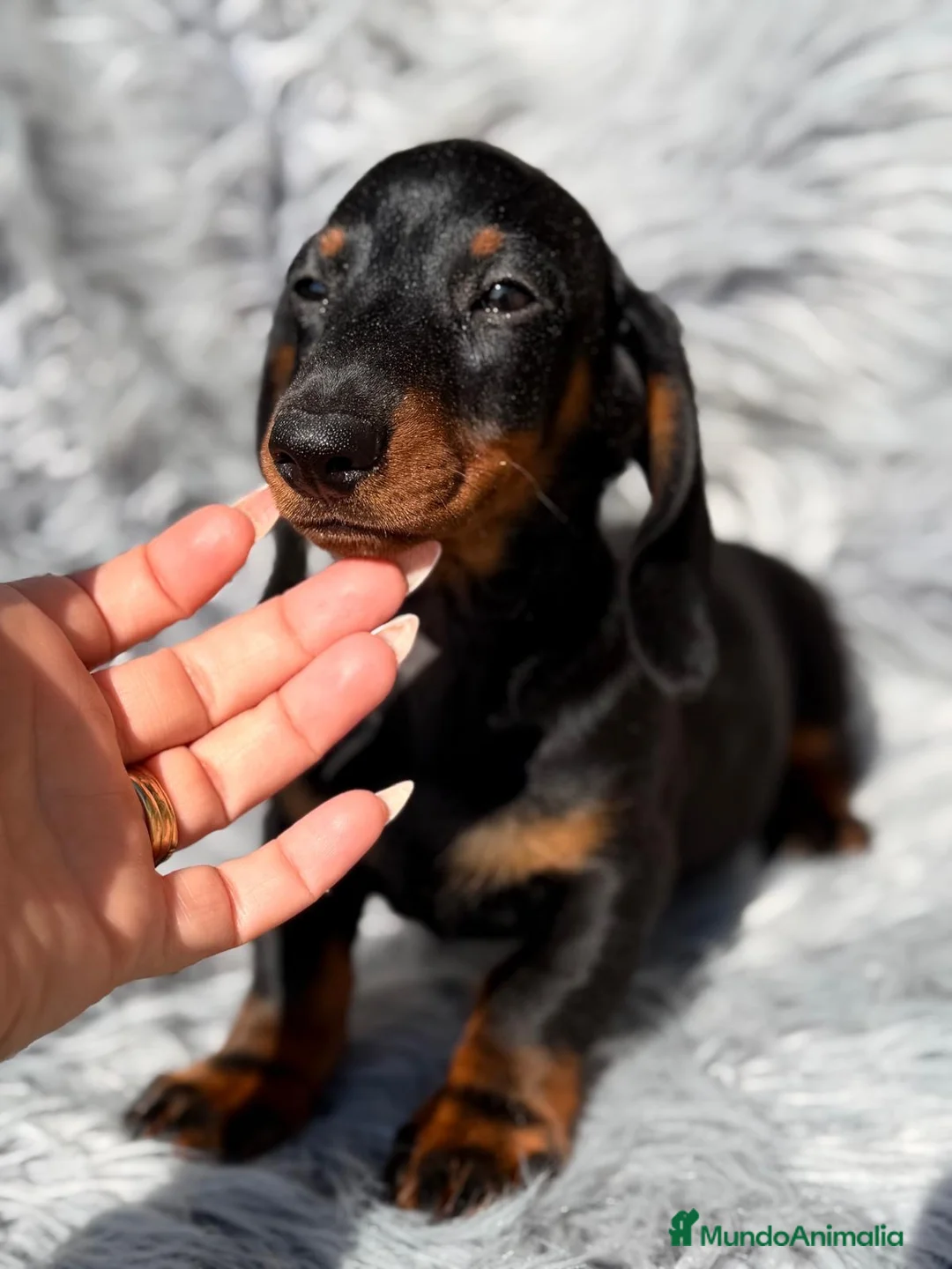 Teckel Miniatura perros en venta: Teckel negro fuego  - Anuncio 1
