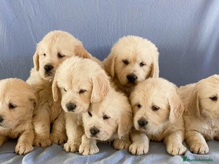Golden Retriever perros - Anuncio 10