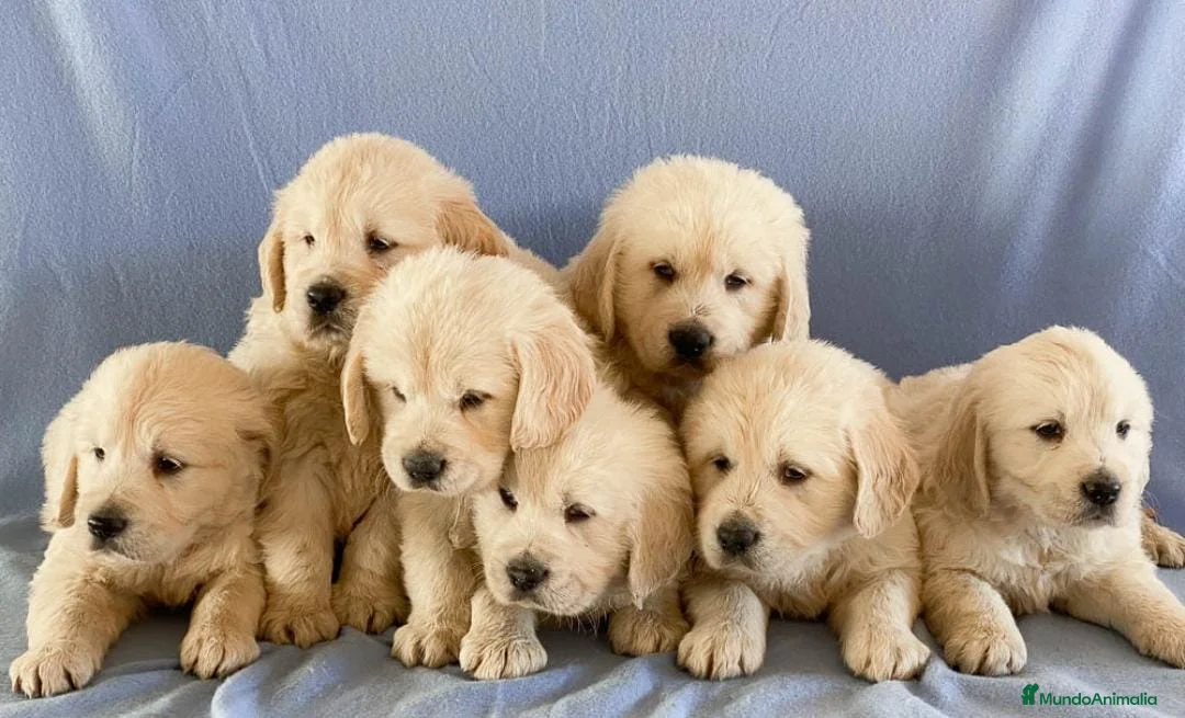 Golden Retriever perros en venta: Golden retriever - Anuncio 1