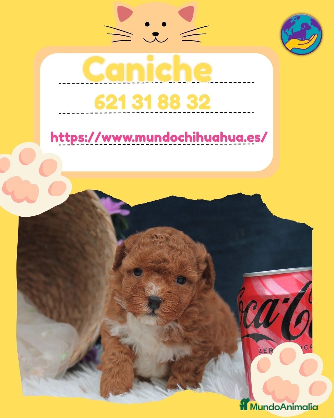 Caniche Enano perros Caniches enanos auténticos 🐩🎀 - Anuncio 1
