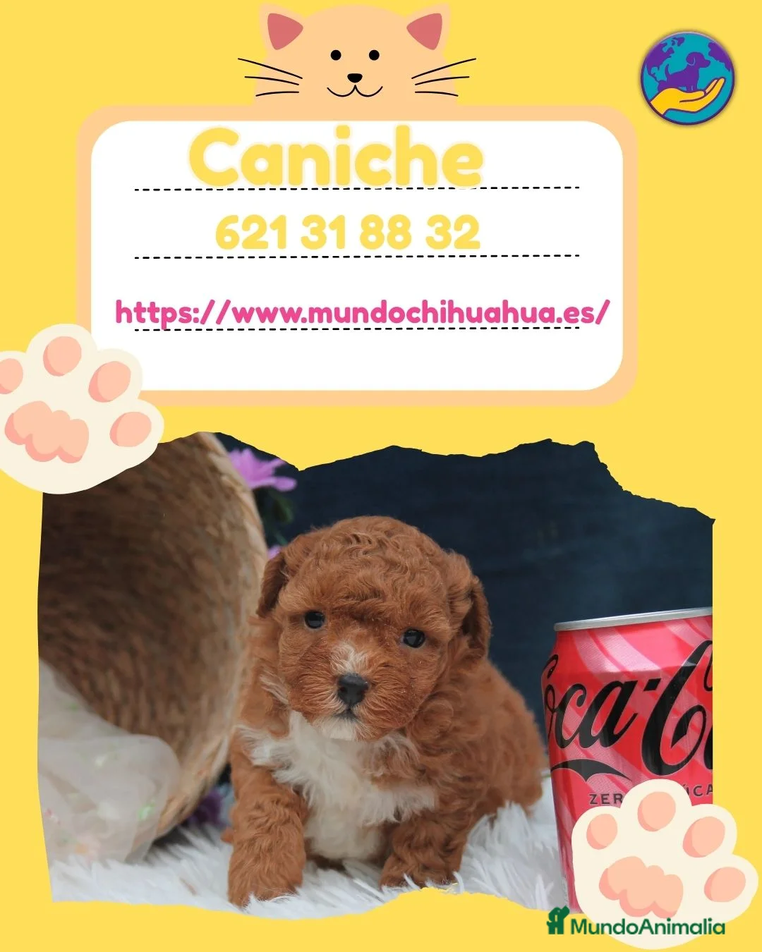 Caniche Enano perros en venta: Caniches enanos auténticos 🐩🎀 - Anuncio 1