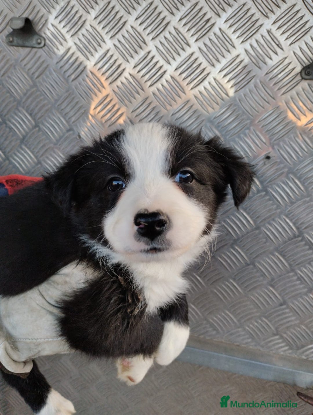 Border Collie perros en venta: Borden Collie  - Anuncio 3