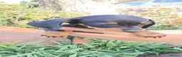 Teckel Miniatura perros en venta: Teckel miniatura - Anuncio 2