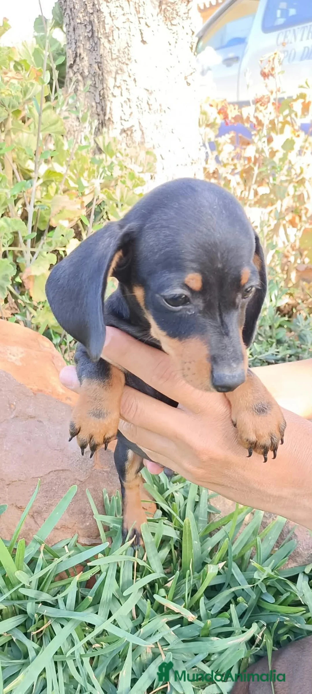Teckel Miniatura perros en venta: Teckel miniatura - Anuncio 2