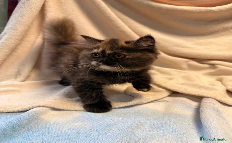 Británico de Pelo Largo gatos - Anuncio 3