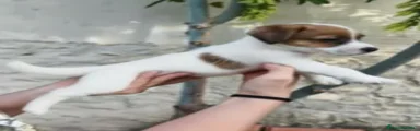 Jack Russell Terrier 4
