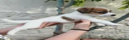 Jack Russell Terrier perros en venta: Cachorros de Jack Russell - Anuncio 8
